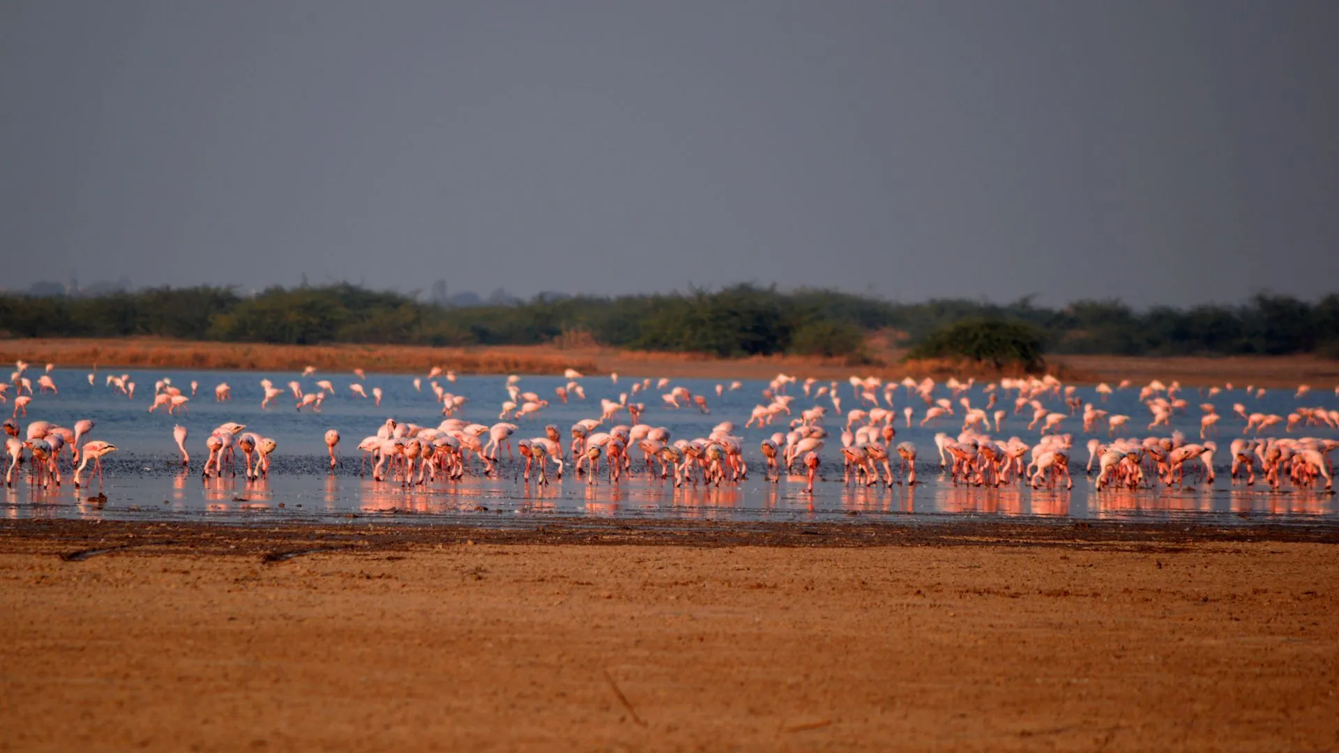 Migratory pelican birds flocking at Chhari Dhand wetland in Kutch