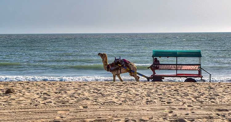 Scenic Golden Sand Beach and Windmills in Mandvi Kutch